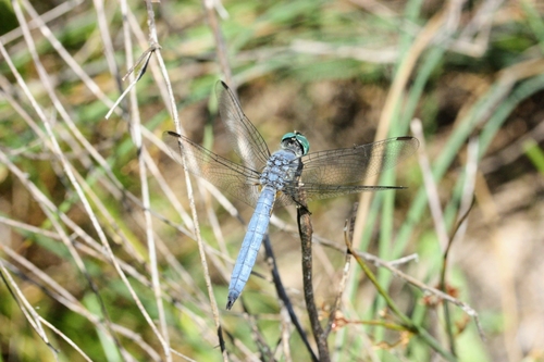 iNaturalist observation photo of Blue Dasher