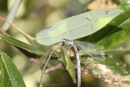 iNaturalist observation photo of Western Forktail