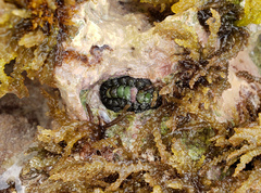 Acanthochitona viridis image