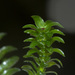 Canadian Waterweed - Photo (c) williamdomenge9, all rights reserved, uploaded by williamdomenge9