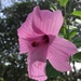 Hibiscus escobariae - Photo (c) Jennifer Rodriguez, all rights reserved, uploaded by Jennifer Rodriguez
