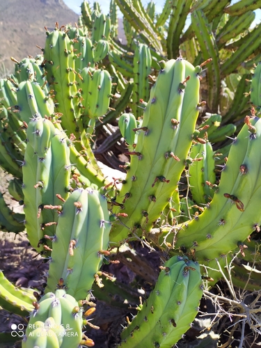 Blue Myrtle-cactus