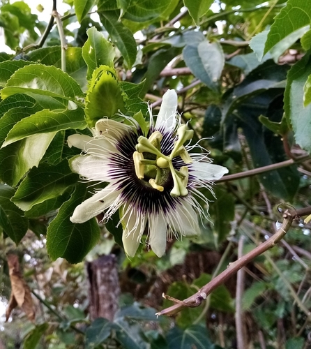 Passiflora edulis image