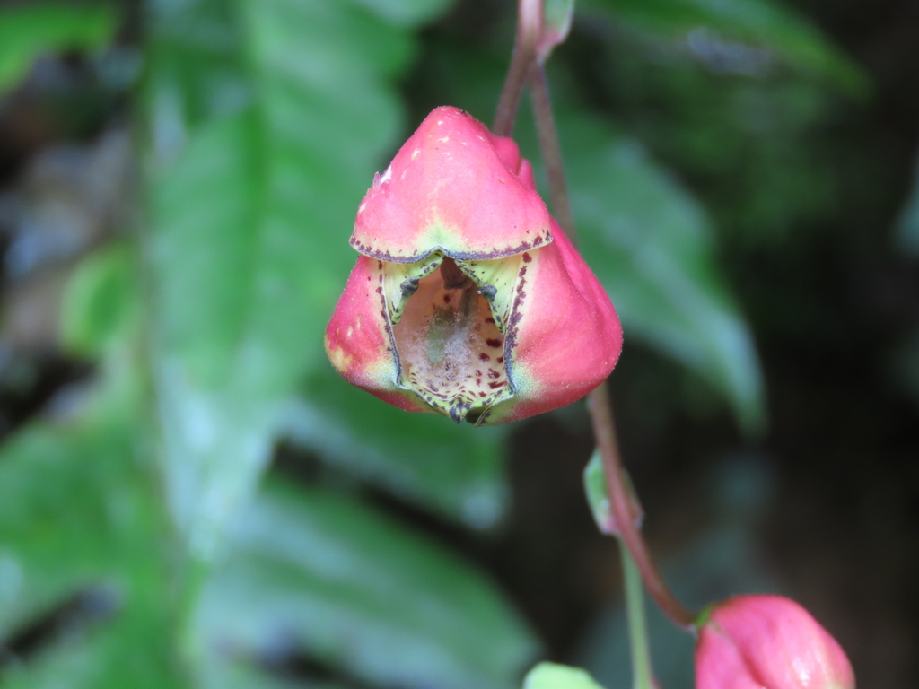 Bomarea obovata
