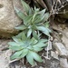 Dudleya lanceolata - Photo (c) salvmell, todos os direitos reservados