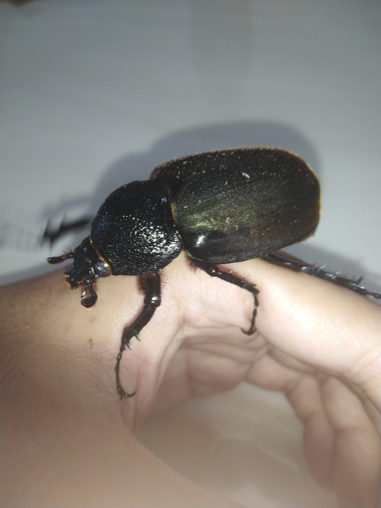 Chalcosoma chiron kirbyi from Genting Highlands on February 18, 2021 at ...