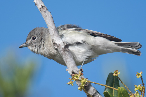Plumbeous Vireo