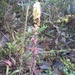 Pedicularis furbishiae - Photo (c) Liz Gilman, todos los derechos reservados, subido por Liz Gilman