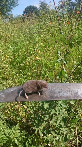 Central Mexican Broad-clawed Shrew