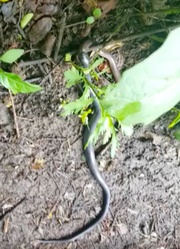 Natal Black Snake