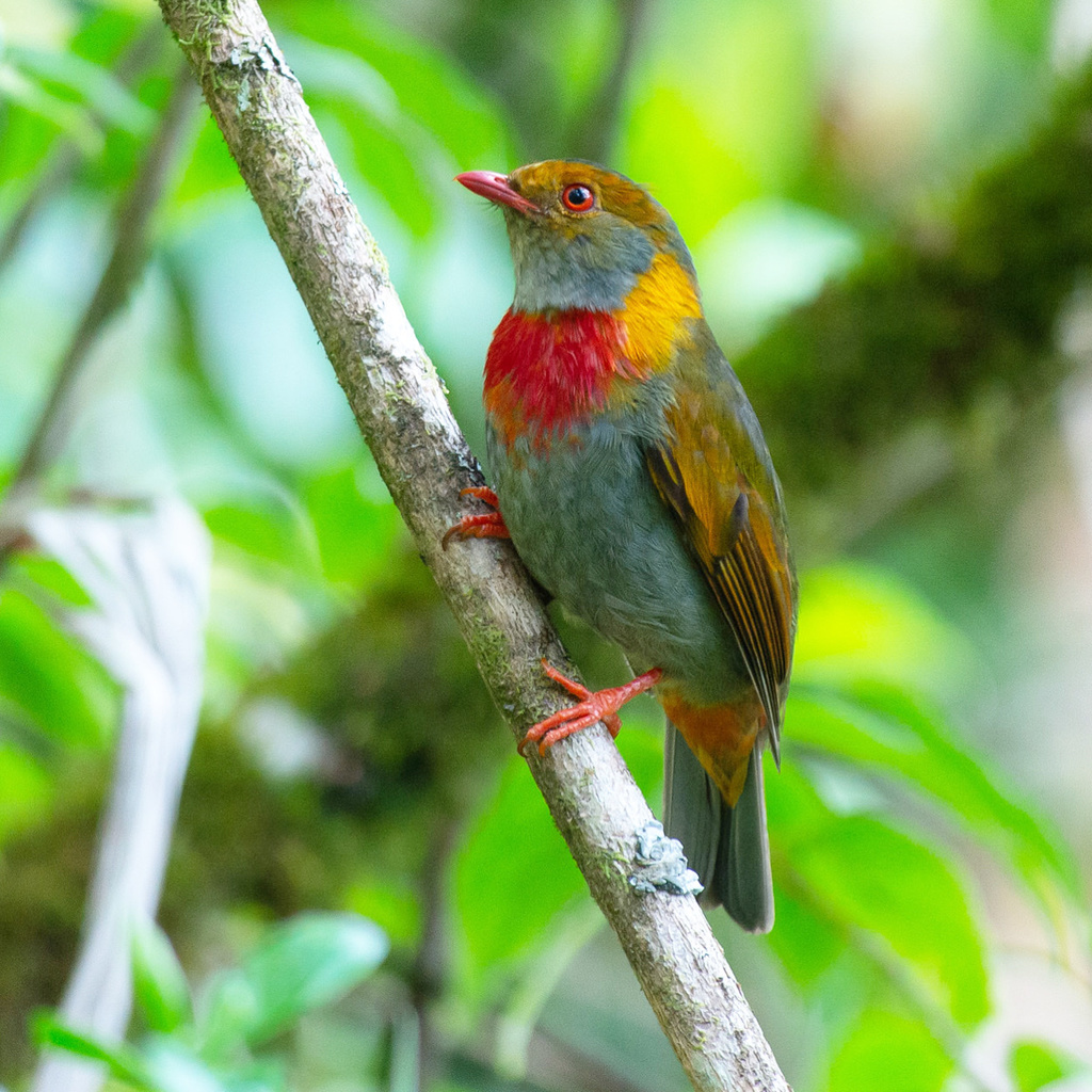 Red-banded Fruiteater (Pipreola whitelyi) photo