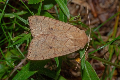 Angle-striped Sallow