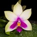 Phalaenopsis bellina - Photo (c) Eerika Schulz, όλα τα δικαιώματα διατηρούνται