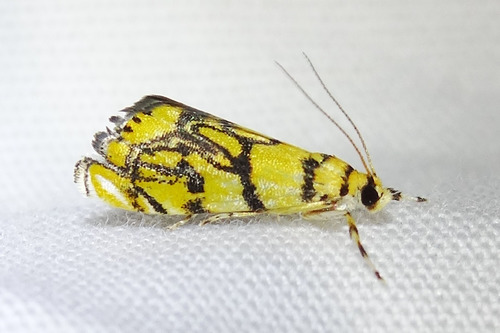 How to identify Diptychophora harlequinalis Barnes & McDunnough, 1914