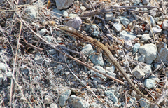 Milos Wall Lizard