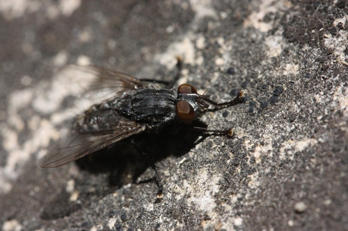 iNaturalist observation photo of Bot Flies, Blow Flies, and Allies