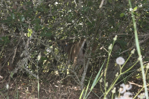 iNaturalist observation photo of Columbian Black-tailed Deer