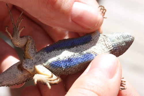 iNaturalist observation photo of Western Fence Lizard