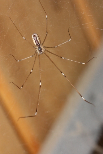 iNaturalist observation photo of Marbled Cellar Spider