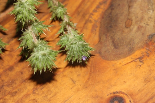 iNaturalist observation photo of Skunkweed