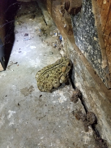 iNaturalist observation photo of Western Toad