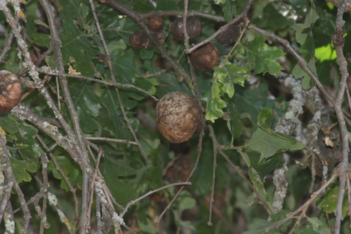 iNaturalist observation photo of California Gall Wasp