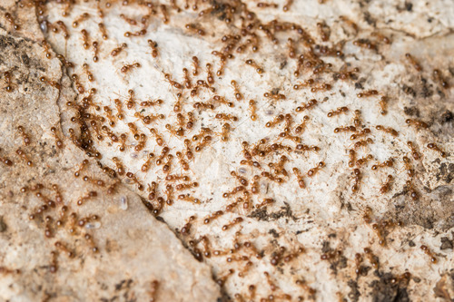 Tetramorium punctatumTetramorium punctatum