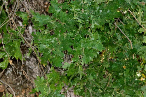 iNaturalist observation photo of valley oak
