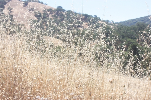 iNaturalist observation photo of Oats