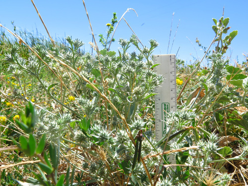 Eryngium aristulatum var. hooveri