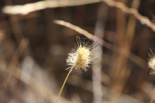 iNaturalist observation photo of bristly dogtail grass