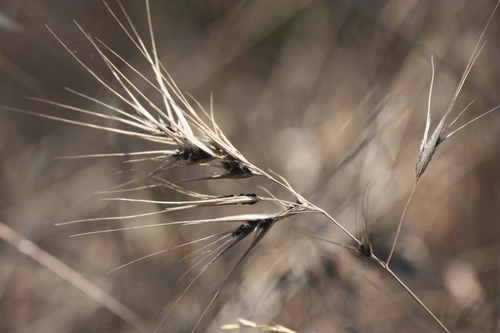 iNaturalist observation photo of brome smut fungus