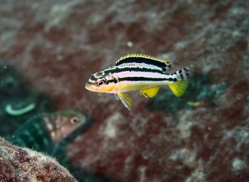 Golden Mbuna