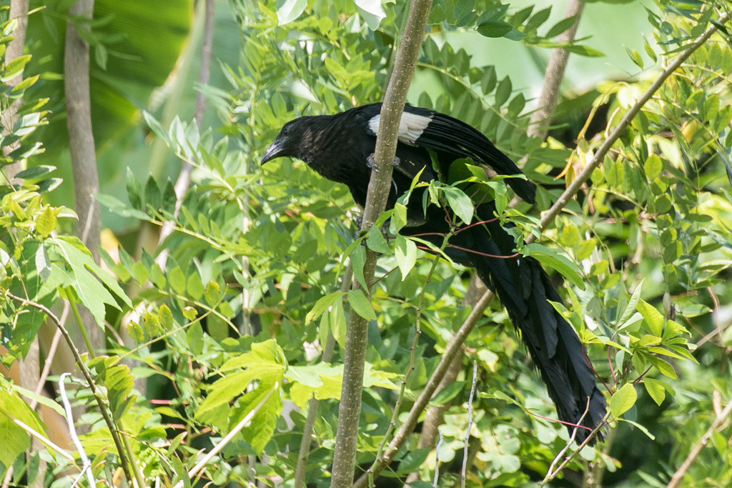 Goliath Coucal (Centropus goliath) photo