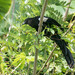 Goliath Coucal - Photo (c) Richard Yank, all rights reserved, uploaded by Richard Yank