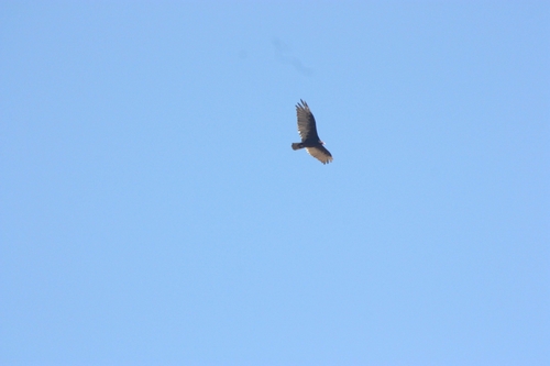 iNaturalist observation photo of Turkey Vulture