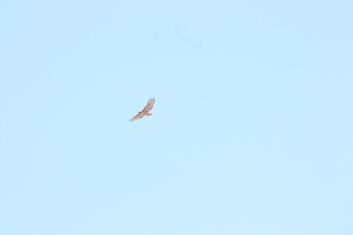 iNaturalist observation photo of Red-tailed Hawk