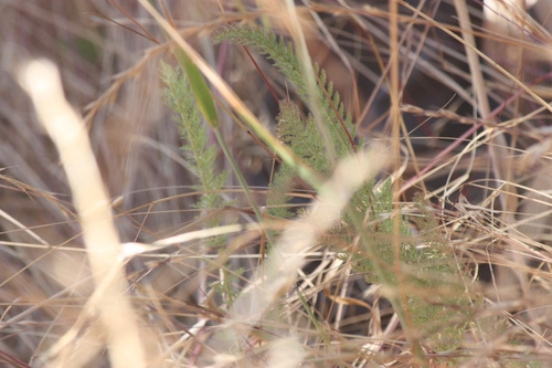 iNaturalist observation photo of common yarrow
