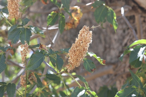 iNaturalist observation photo of California buckeye