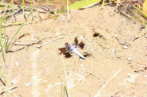 iNaturalist observation photo of Common Whitetail