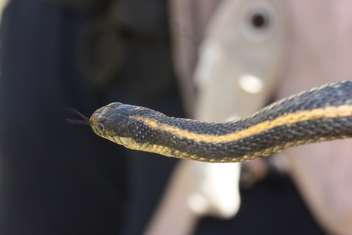 iNaturalist observation photo of Diablo Range Garter Snake