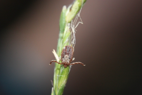 iNaturalist observation photo of Pacific Coast Tick