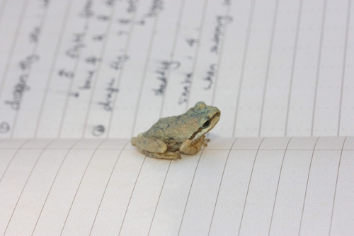 iNaturalist observation photo of Pacific chorus frog