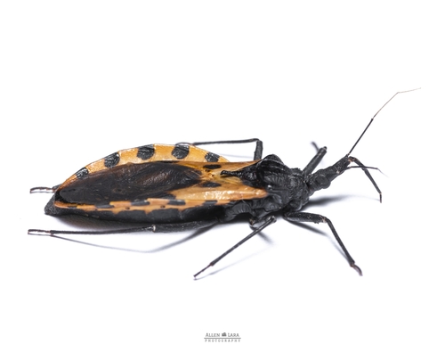 Triatoma dimidiata
