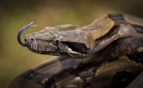 Central American Boa