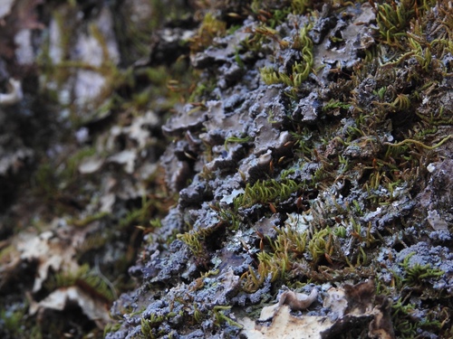 Erioderma mollissimum