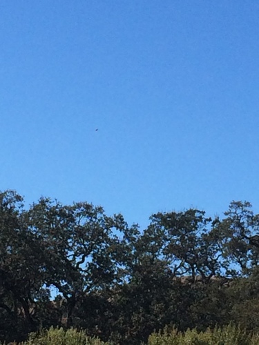 iNaturalist observation photo of Turkey Vulture