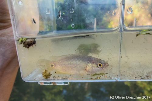 Ocellated labyrinth fish