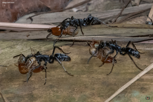 Matabele Ant