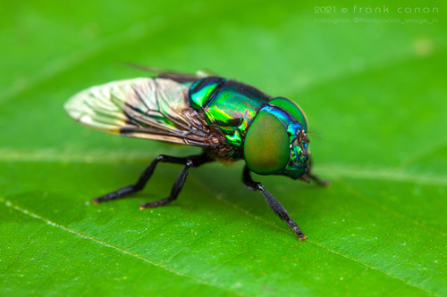 How to identify Ornidia obesa (Fabricius, 1775)